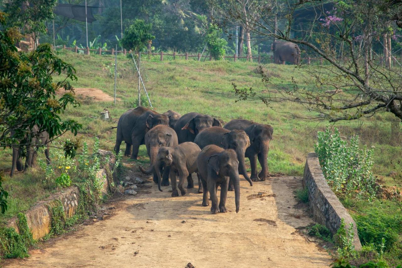 Pinnawala Elephant Front View Hotel Rambukkana Экстерьер фото